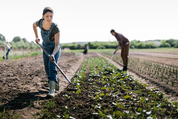 Farm Worker Jobs In Canada With Free Visa Sponsorship