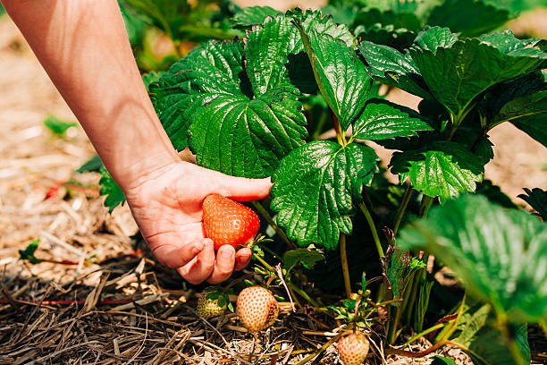 Seasonal Fruit Picking Jobs In Canada