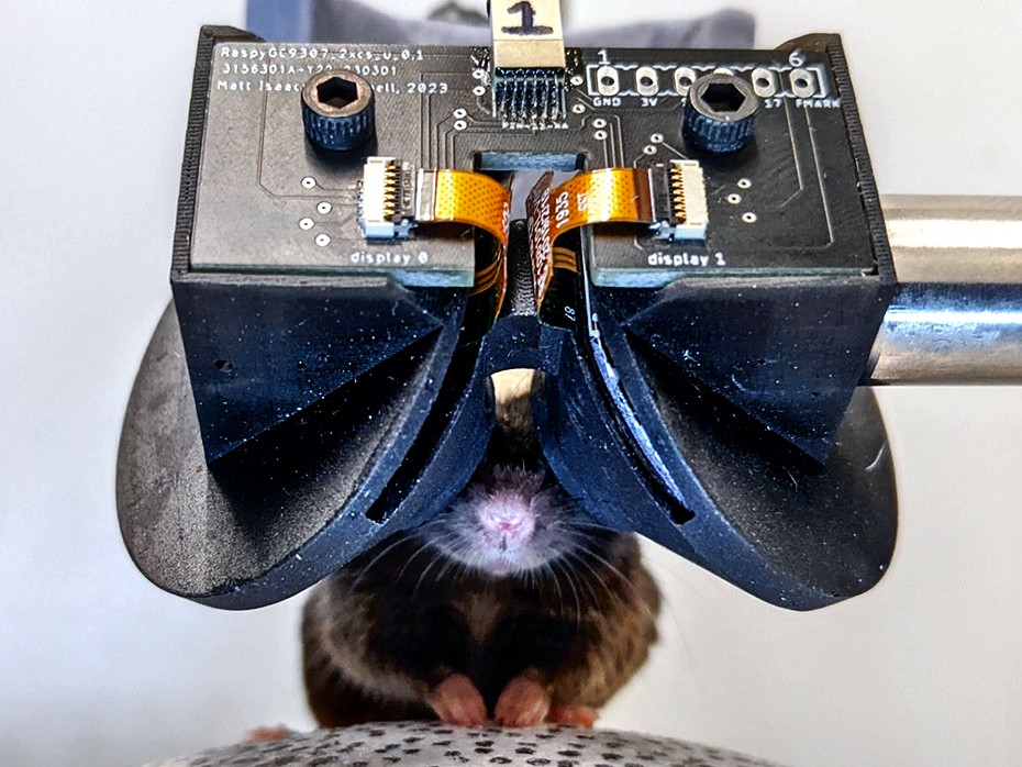 Cornell researchers develop MouseGoggles Duo 3D VR headset for mice using Raspberry Pi 4