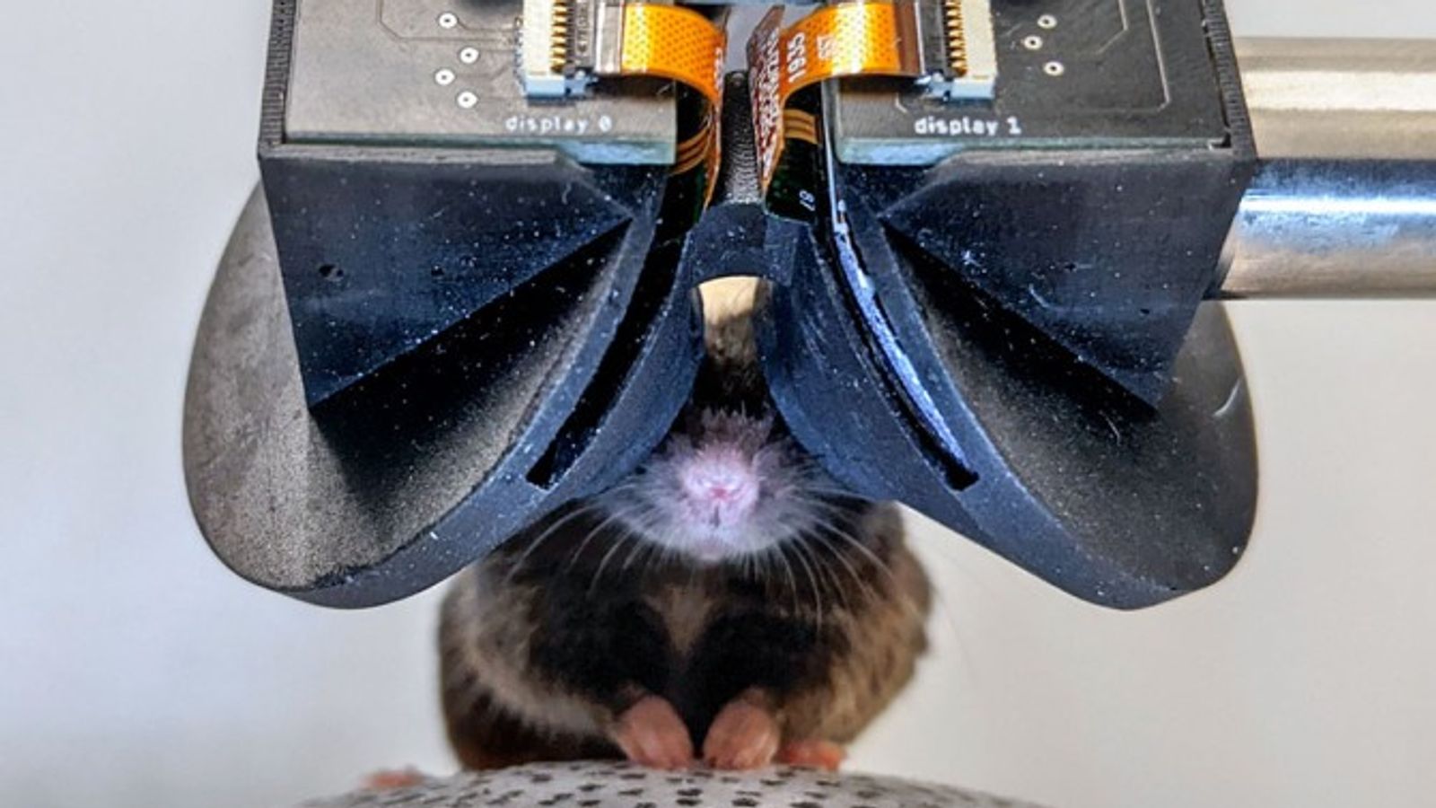 Scientists build tiny virtual reality goggles for mice | Science, Climate & Tech News