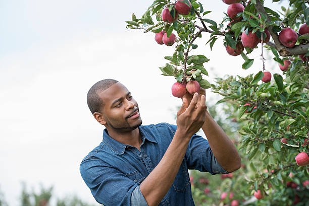 Seasonal Fruit Picking Jobs In Canada