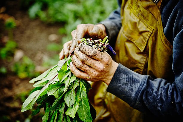 Farm Labor Jobs In Canada